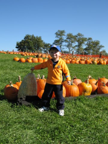 fieldofpumpkins.jpg